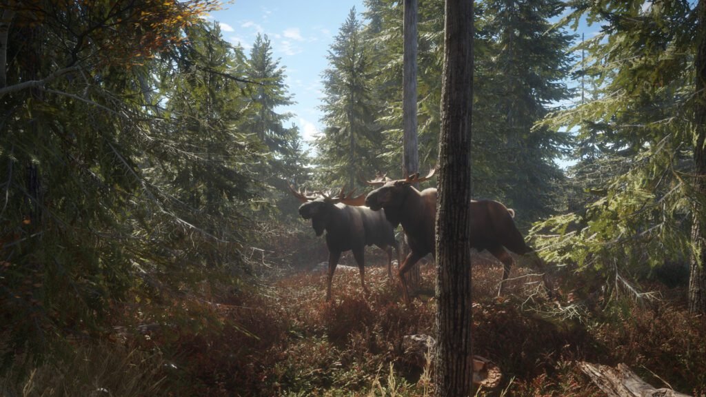 Two moose walking through a dense pine forest in theHunter: Call of the Wild.