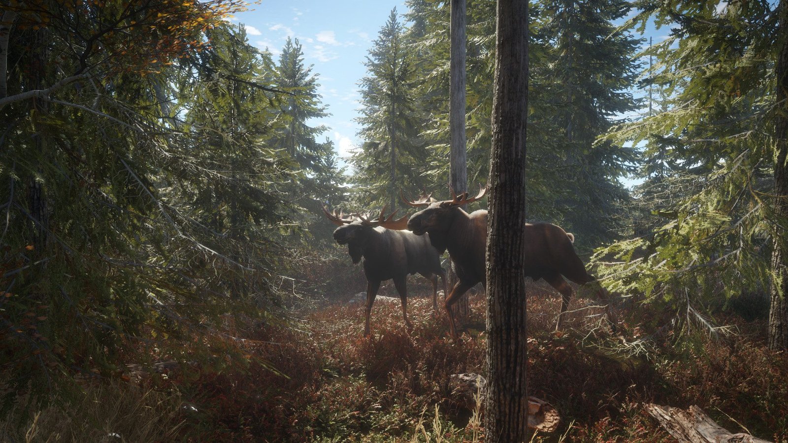 Two moose walking through a dense pine forest in theHunter: Call of the Wild.